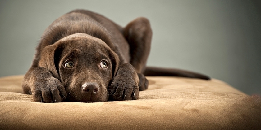 Como identificar e lidar com a ansiedade em cães?